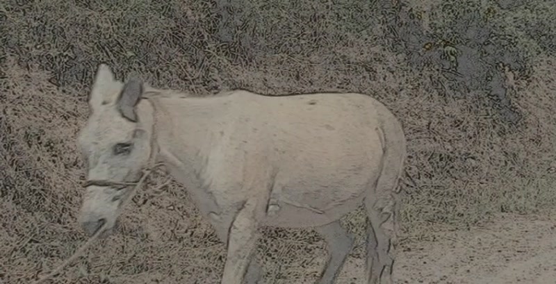 Video frame