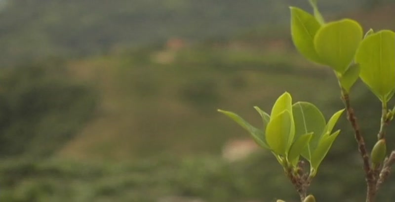 Video frame