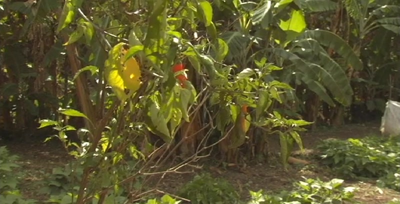 Video frame