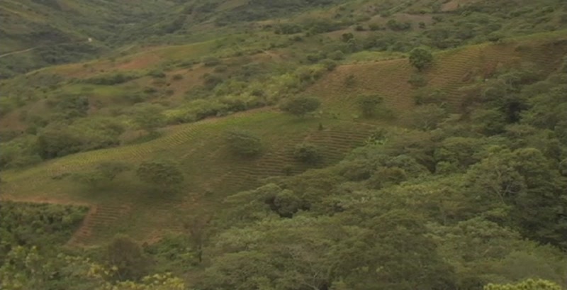 Video frame