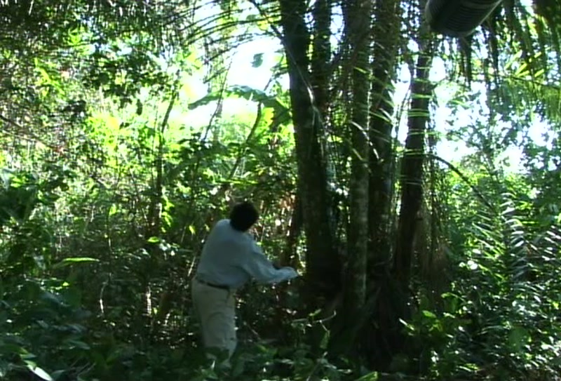 Video frame