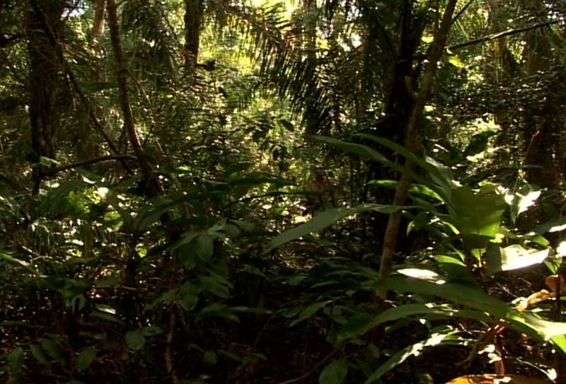 Video frame