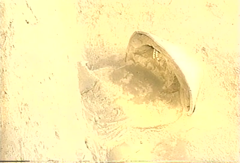Video frame
