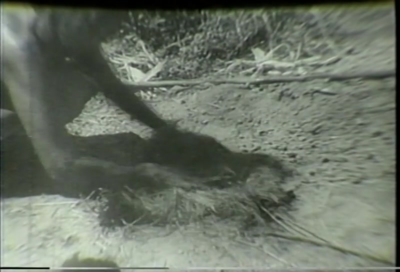 Video frame