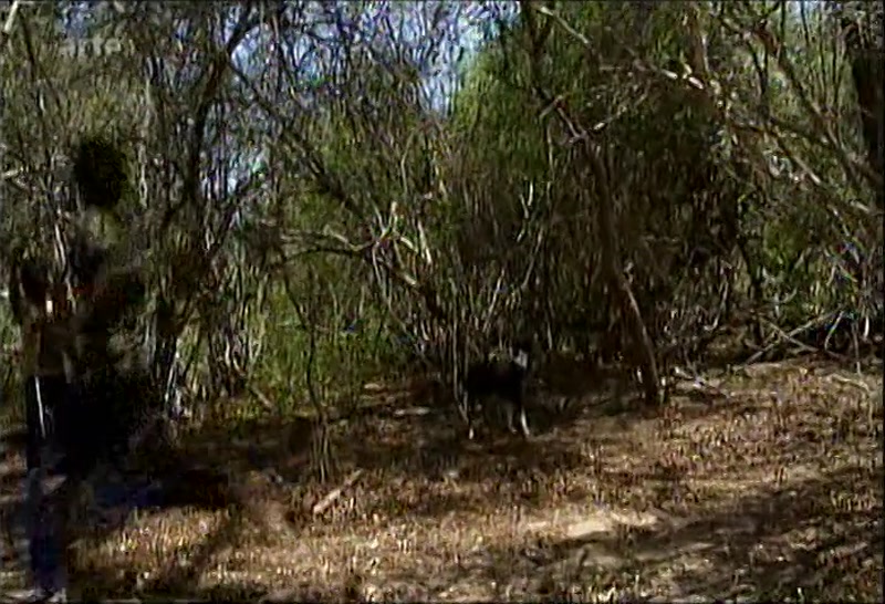 Video frame