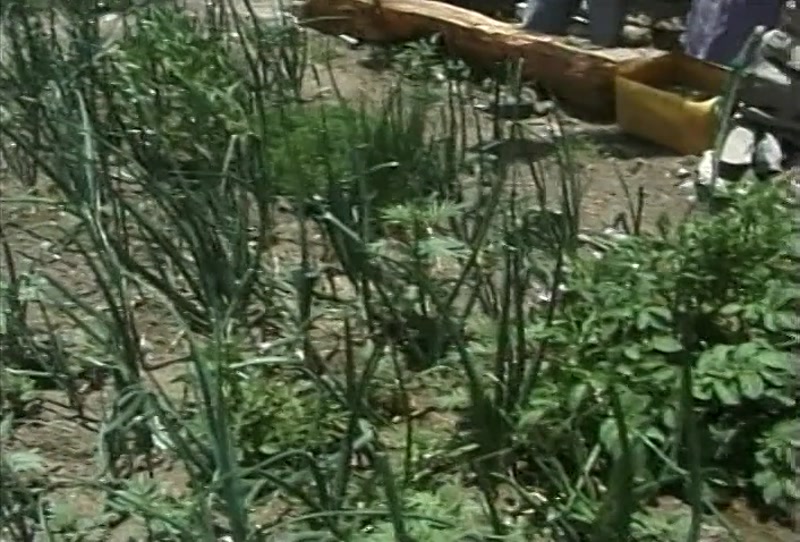 Video frame
