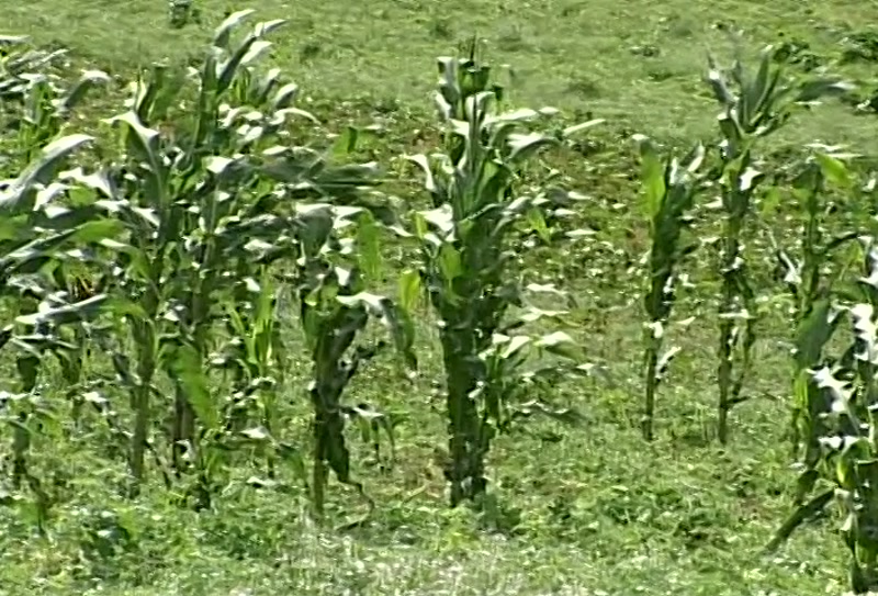 Video frame