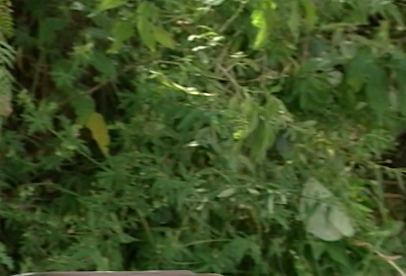 Video frame