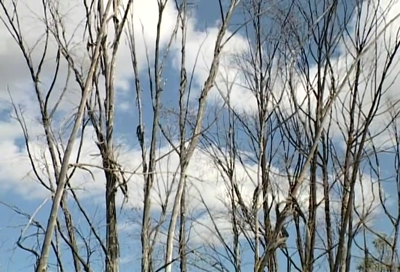 Video frame