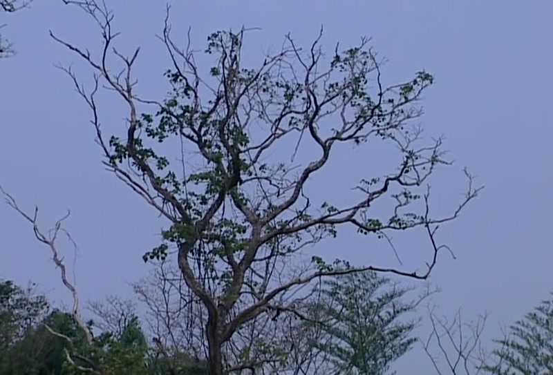 Video frame
