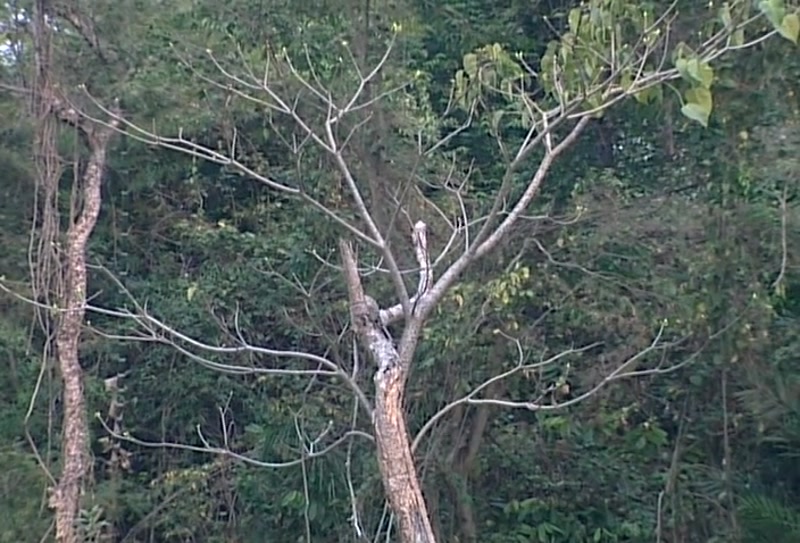 Video frame