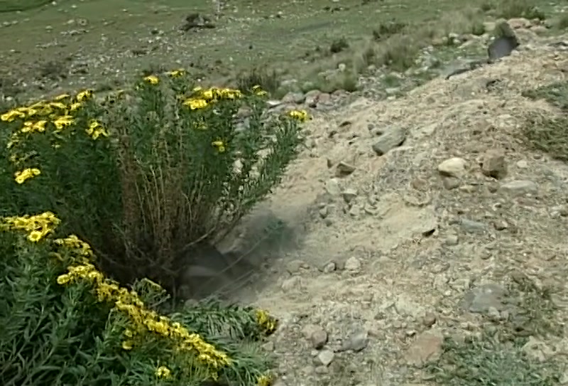 Video frame