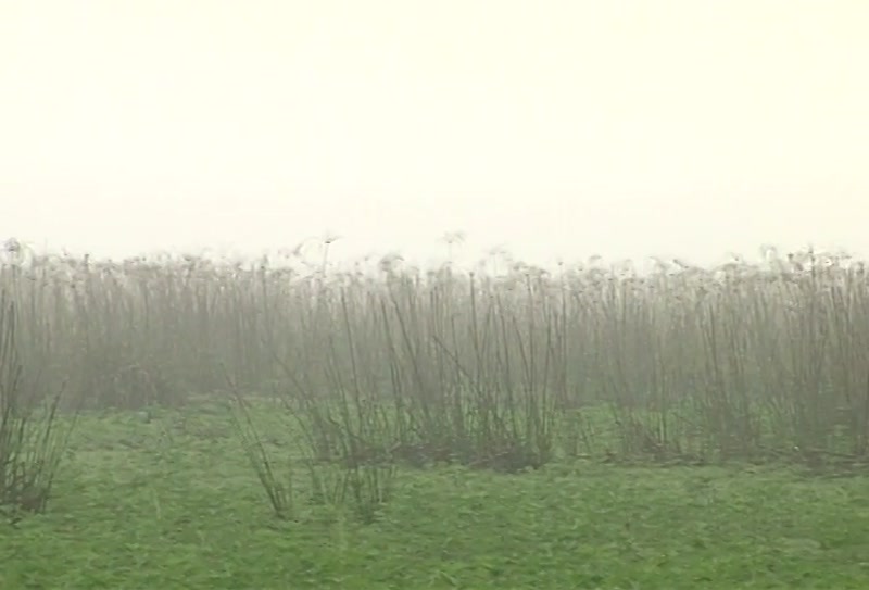 Video frame