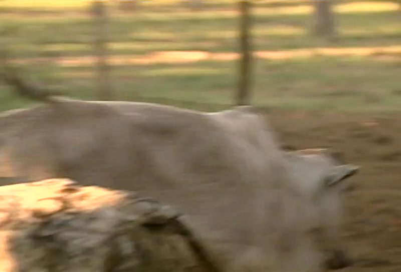 Video frame
