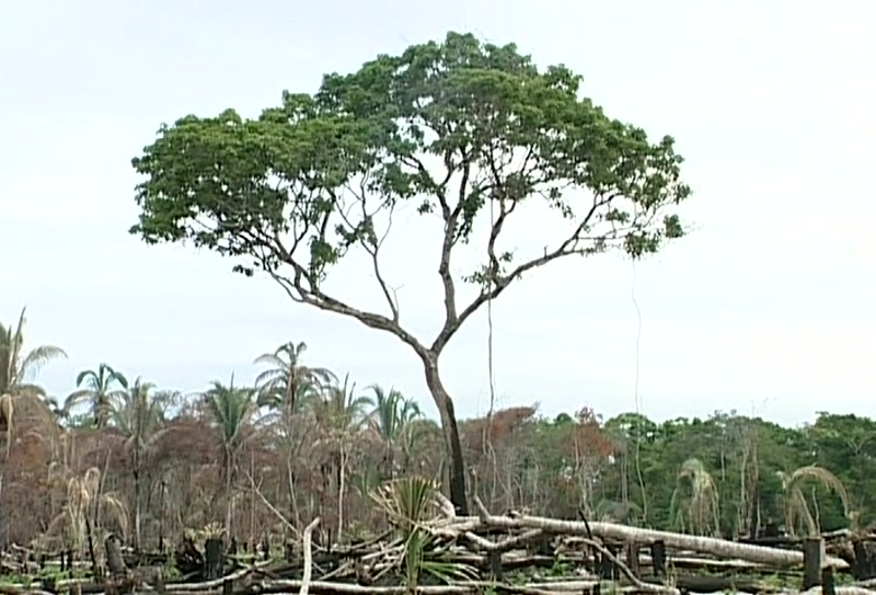 Video frame