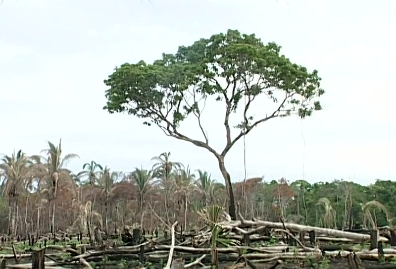 Video frame