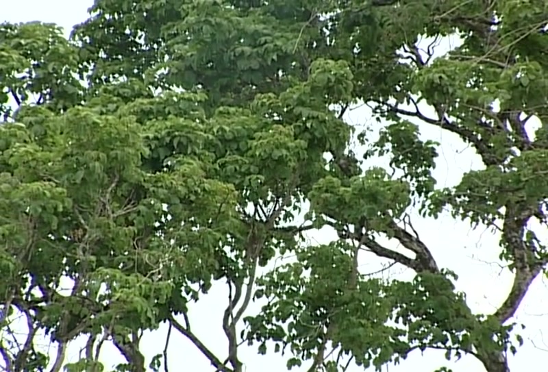 Video frame