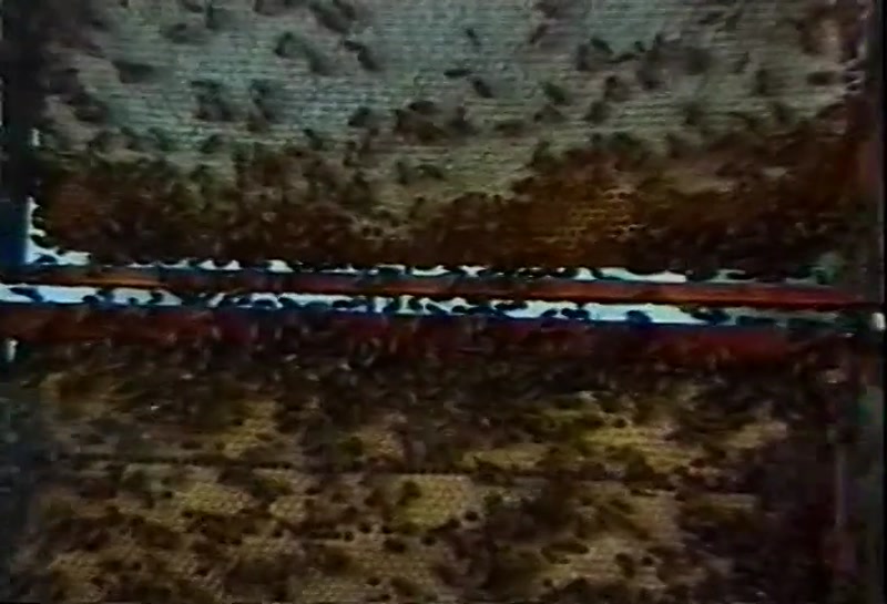 Video frame
