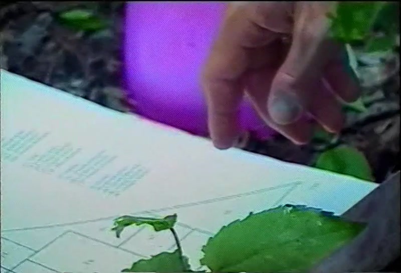 Video frame