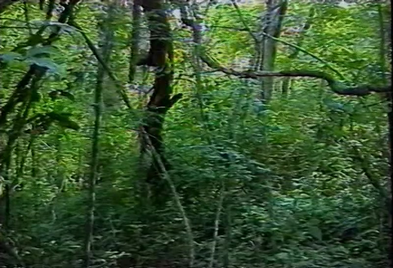Video frame