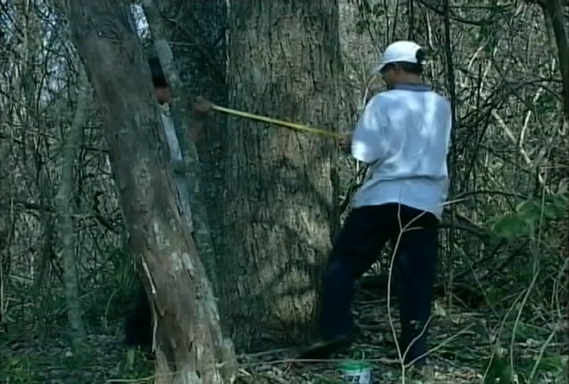 Video frame