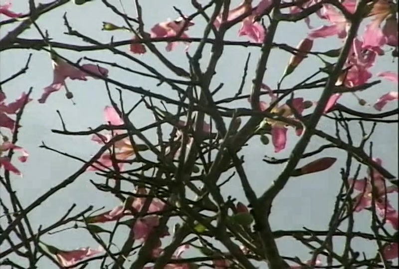 Video frame