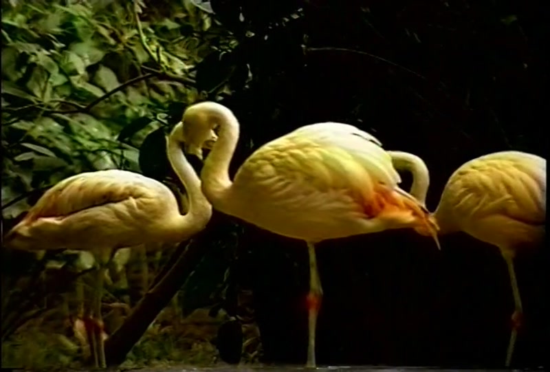 Video frame
