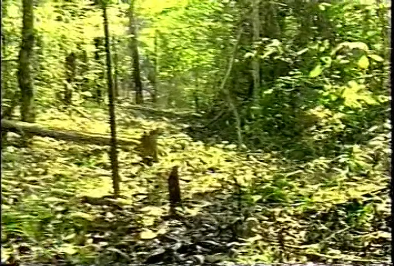 Video frame