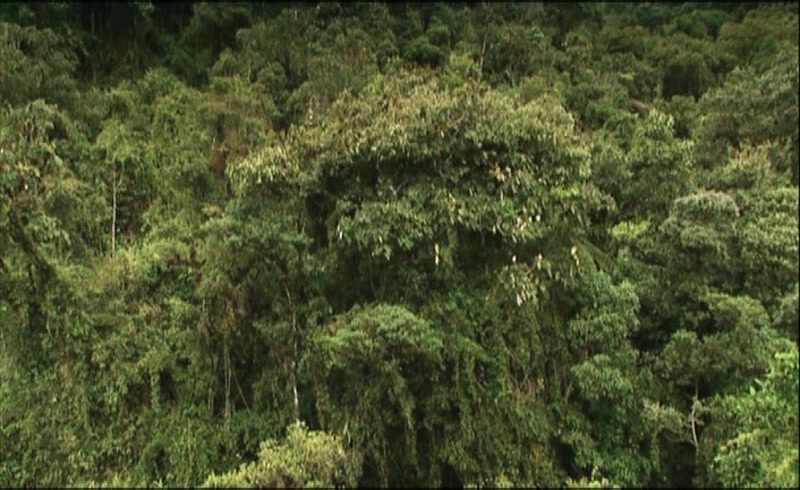 Video frame