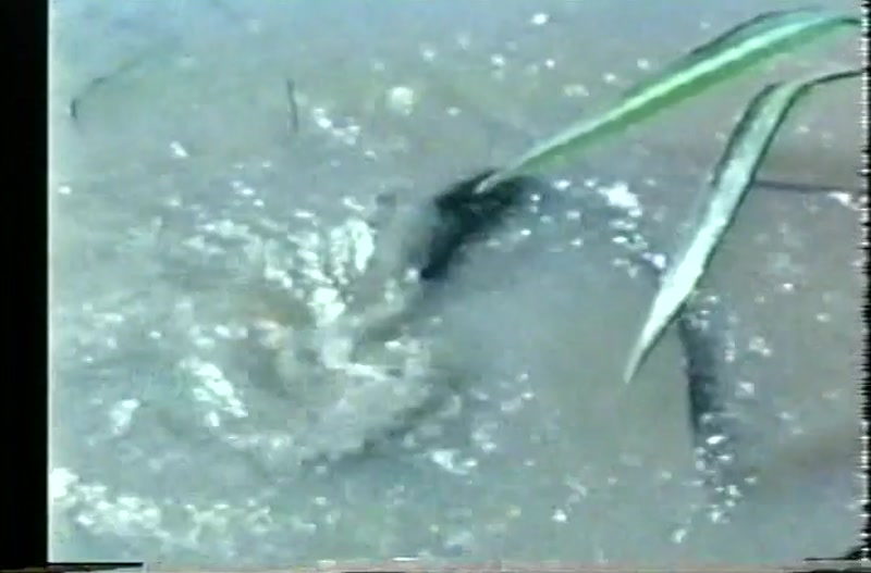 Video frame