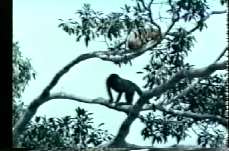Video frame