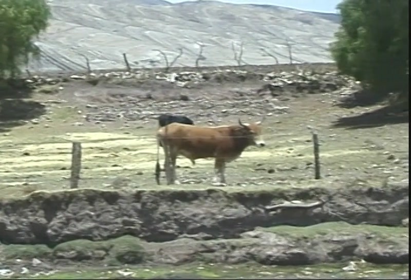 Video frame