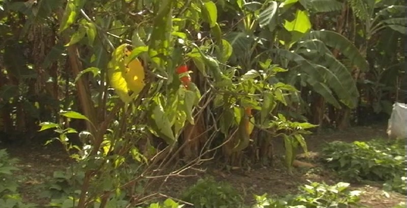 Video frame