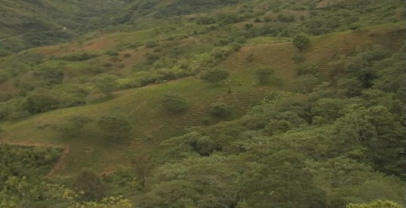 Video frame